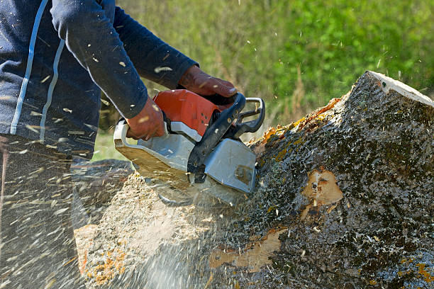 Best Tree Branch Trimming  in Ventnor City, NJ